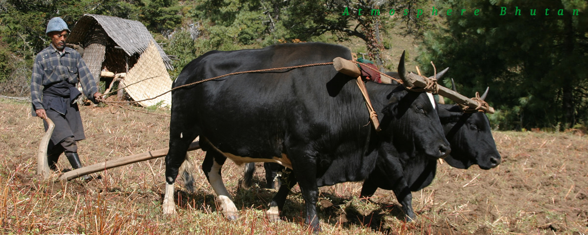 Ploughing at Bumthang 4.jpg